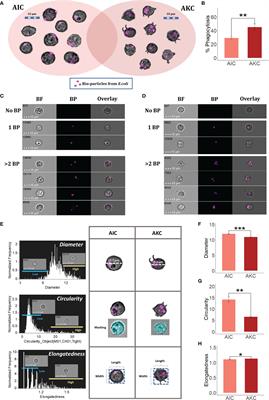 Macrophage Heterogeneity in the Intestinal Cells of Salmon: Hints From Transcriptomic and Imaging Data